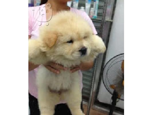 PoulaTo: Τσόου τσόου ΛΕΥΚΟ Chow chow BEIGE